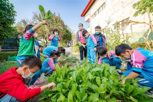 仁武國小附幼的櫻桃班學生採收親自栽種的白玉蘿蔔。
