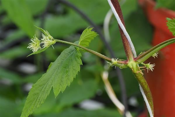 This domestically bred hop plant produces hops with a distinctive flavor and fragrance.