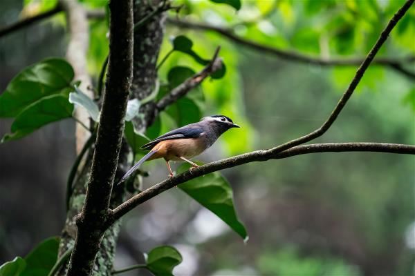 Daxueshan is home to a huge variety of birds, making it a must-see attraction for bird lovers who visit Taiwan. (photo by Lin Min-hsuan)
