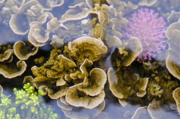 The coral cultivation tanks designed by Ko Chih-hung provide a suitable environment for coral growth.