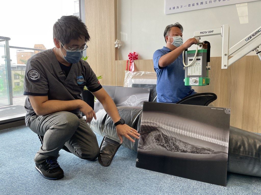 楊瑋誠說,海豚即使胃部早已滿是脹氣,但因外皮緊繃所以難從外觀辨別,透過X光機才能快速診斷出脹氣問題並準確用藥。攝影:廖禹婷