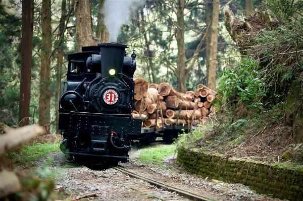 蒸汽火車行駛在林道上,百年運材的場景重現。(林務局阿里山林業鐵路及文化資產管理處提供)