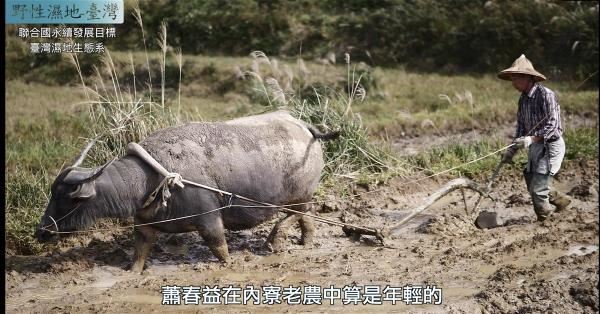 貢寮水梯田為人工濕地。（取自《野性濕地》紀錄片截圖，馮振隆攝）