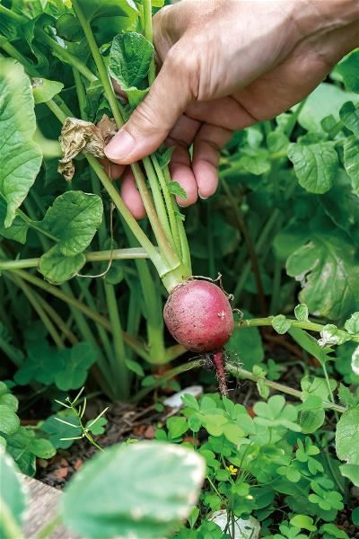 Winkler Partners’ rooftop vegetable garden, tended by employees, enables the firm to reduce power consumption and carbon emissions. It also provides a valuable urban habitat for birds.