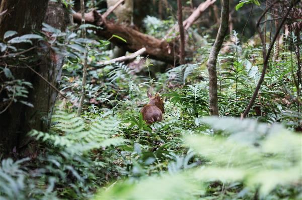 讓野生動物重返山林，需要這塊土地上的所有人一起努力。（野灣野生動物保育協會提供）