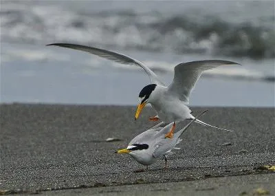 每年四月時，一批批小燕鷗抵台，在此求偶追逐，尋找合適的繁殖地。（宜蘭縣野鳥學會提供）
