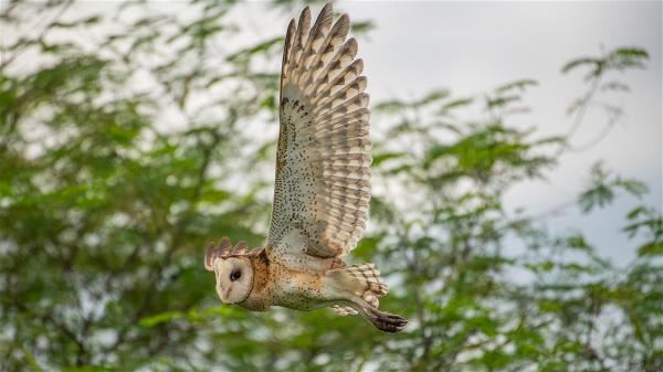 The eastern grass-owl, with its alert eyes, has an impressive appearance defined partly by the coffee-colored markings on its wings. Yet despite its majestic form, it is a bird of prey that needs our protection. (courtesy of Hong Shiao-yu)