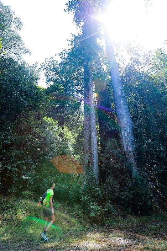 100公里折返點位在170線林道末,高聳的「臺灣杉三姐妹」是臺灣高山森林的生態指標代表之一。