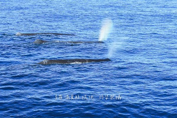 Spouts are a visible clue to the presence of sperm whales in the open sea. (photo by He Zile)