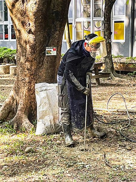 十多年前后里大樟公生病，劉東啟為救樹發明自然無毒害的水刀療法：在密不透氣的表土打洞，接著在洞裡挹注肥料，讓老樹得以呼吸空氣、吸收養分，維持生機。（台灣老樹救援協會提供）