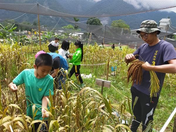 久美國小將小米種植與相關祭儀融入課程，讓學童認識小米文化。（久美國小提供）