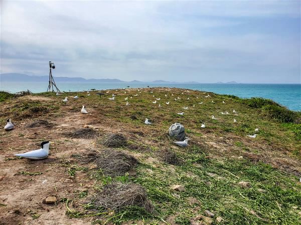 馬祖鐵尖島上放上了模型假鳥,藉此吸引大鳳頭燕鷗與黑嘴端鳳頭燕鷗相繼來訪。