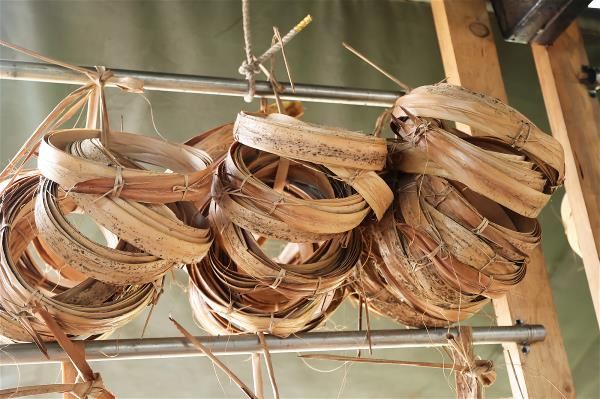 In the Bunun tradition, shell ginger leaves are set aside and allowed to mildew and grow black spots and then to dry out completely before they are used for weaving.