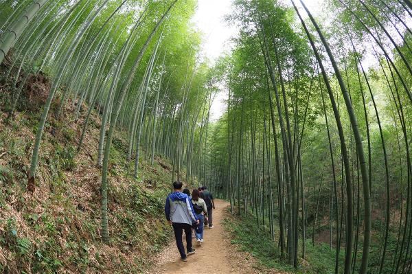 雲林縣政府在草嶺石壁打造全台第一座以竹子為主角的森林療癒基地。