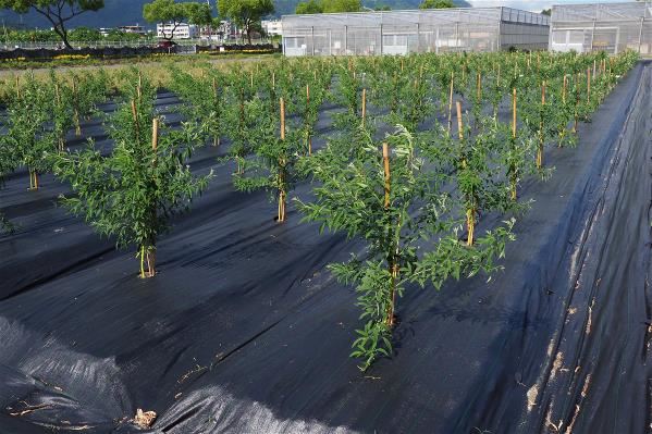 The Organic Agricultural Research Institute is helping indigenous farmers with mechanized harvesting of pigeon peas. If efficiency can be improved, production will increase and the peas can be sold to retail chains.