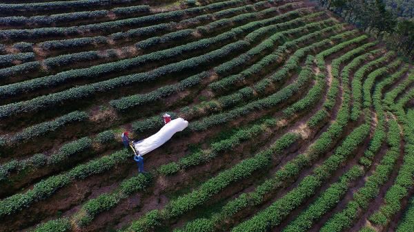 Formosa Oolong Tea, an early export from Taiwan to Europe and the US, used to be known as “the champagne of teas.