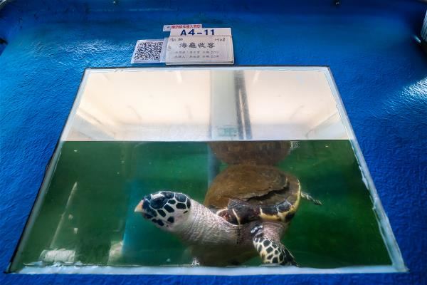 海龜收容中心為擱淺海龜提供暫時休息地。