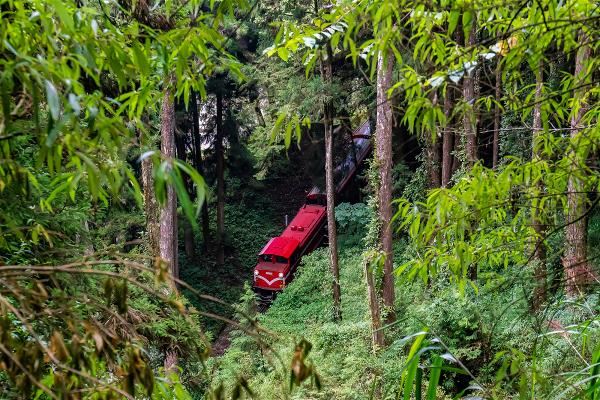 小火車穿梭在樹林間,童話感十足。