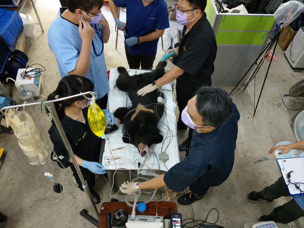 台東近年幾次黑熊救傷起於廣原小熊,因此集合了各領域專家,更促使東部野生動物救傷單位--野灣野生動物保育協會的成立。圖片來源:台東林管處