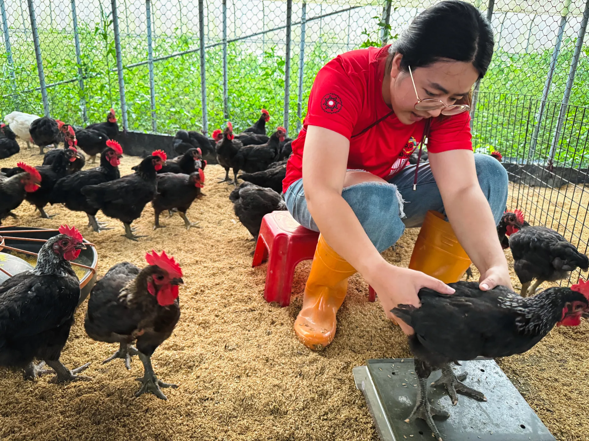 目前，展望會和邦查農場共同培力部落婦女飼育土雞，第二季培力婦女正在幫雞隻量體重（照片提供／台灣世界展望會）