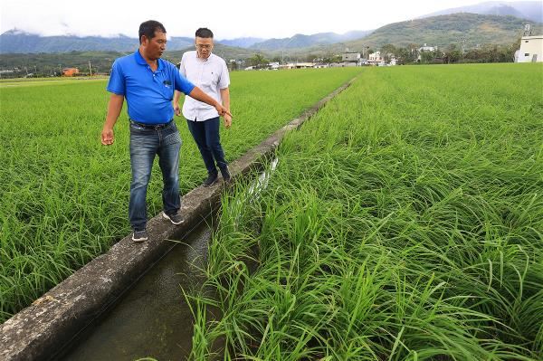 協憶有限公司吳敏鍾(右)和信安糧食行負責人簡宏盛(左),兩人在田間確認稻米種植狀況。