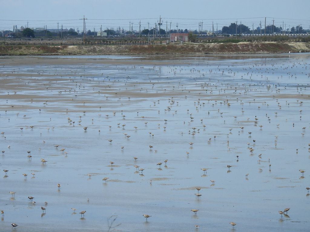 高雄鳥會與特生中心合作研發出「虹吸式引水管」，經濟又減碳。圖片提供：高雄鳥會。