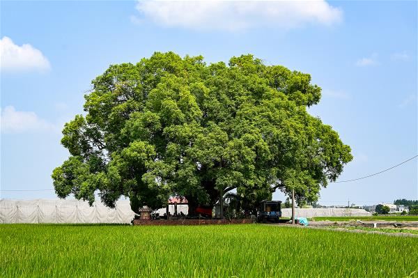 鎮水之物種類、造型相當多元,除了常見的石敢當、石碑,大樹、惜字亭、寶塔,其實都具鎮水用途。(林伯奇提供)