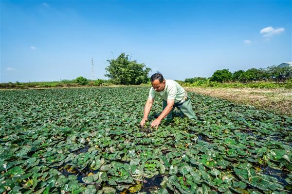 Water caltrop farmer Lin Binghuo has adopted eco-friendly farming methods. (photo by Lin Min-hsuan)