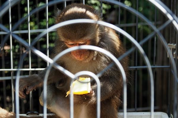 讓野生動物重返山林：野灣野生動物醫院