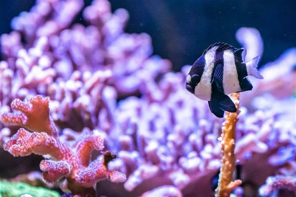The seas around Taiwan have a great number of fish species in the families Chaetodontidae (butterflyfish) and Pomacanthidae (marine angelfish), both of whose names in Chinese include the character for “butterfly.” Taiwan really is a “butterfly fish kingdom.”