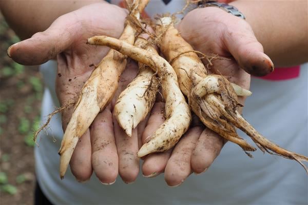 含有高量澱粉的葛鬰金，早期原住民作為嬰兒的副食品，補充奶水的不足。