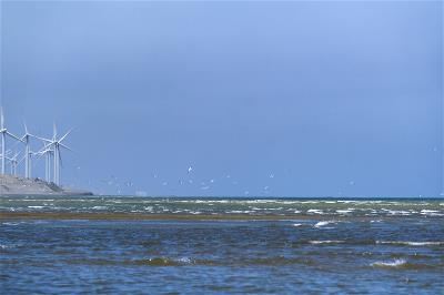 There are abundant fish along Taiwan’s coasts and excellent habitats available for little terns, making the island a summer paradise for these birds.