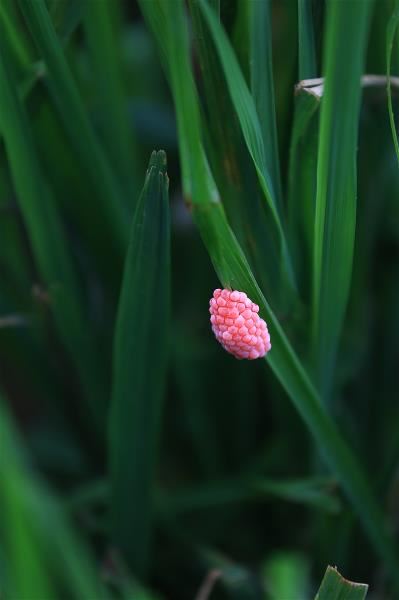 因為粒型偏大等特性,花蓮26號不適合施以肥料,也因此引來福壽螺等生物。