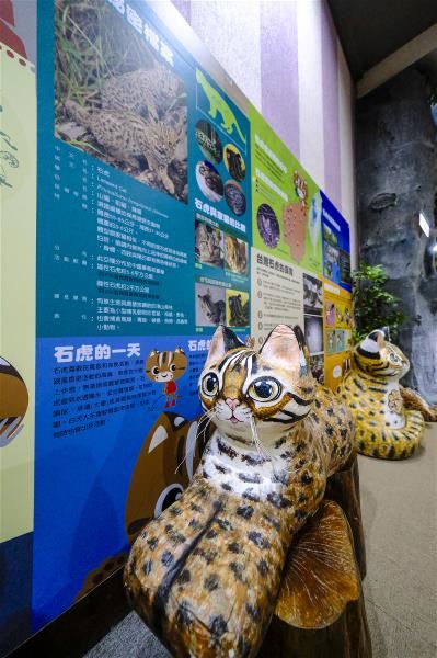 生物多樣性研究所保育教育館展區,詳細介紹石虎外觀、特性等。