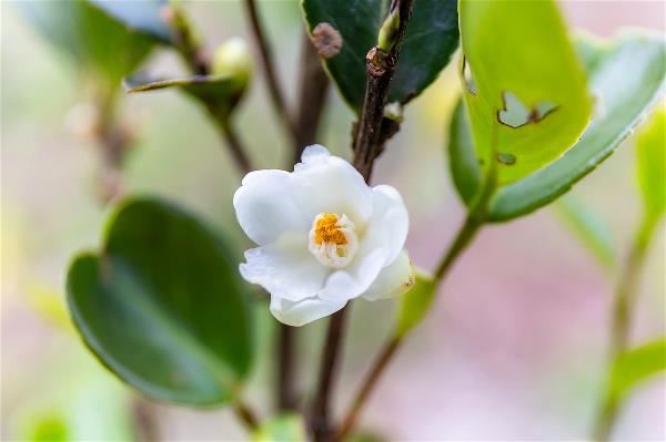 苦茶樹開出小巧的花。