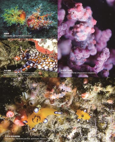 After several years of rehabilitation, marine life is flourishing in the Wanghaixiang Chaojing Bay Resource Conservation Area. (photo by Chen Zongwei)