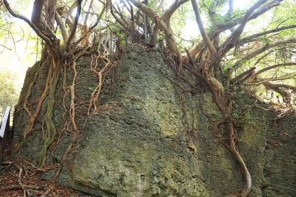 山豬溝保留島上最完整的原始植相,樹木的根系盤踞在高位珊瑚礁石灰岩,非常壯觀。