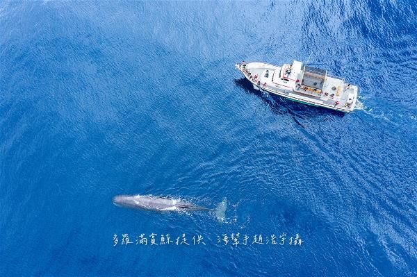 Whale watching is like going out to sea to call on our marine neighbors and see how they’re doing, which naturally develops an awareness of ocean conservation. (photo by Zhao Haoyu)