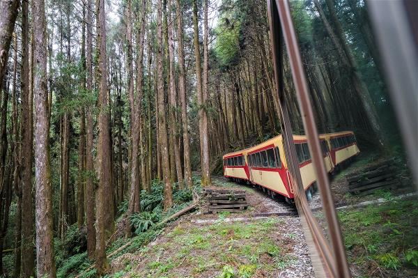 一路爬升至海拔2,216公尺的阿里山鐵路，搭火車亦可感受森林浴。