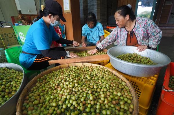 果實口感酸澀、後回甘的油柑，現在是政府輔導栽種的苗栗縣農特產。