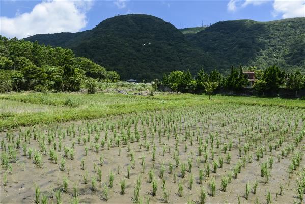 竹子湖農友組成穀東俱樂部，復耕百年前蓬萊米的「始祖」中村種。
