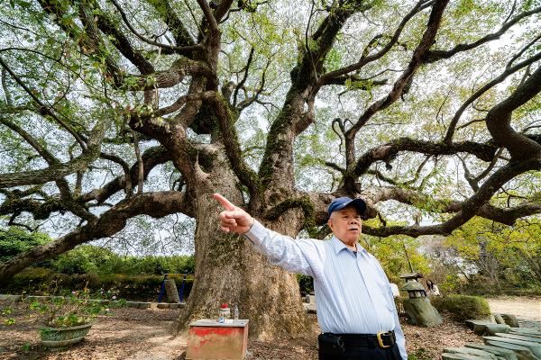 草屯鎮坪頂里老里長曾萬水向遊客介紹七股大樟樹的傳奇故事。