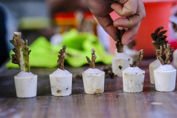 Coral cuttings are inserted into coral stone blocks and placed in ponds to grow for two weeks before being transplanted into the ocean.