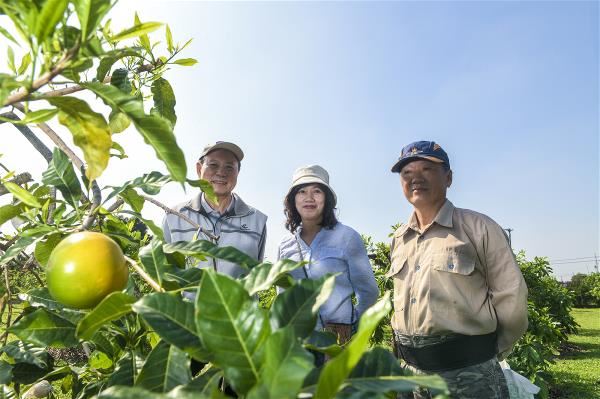 左起顏昌瑞、劉碧鵑、莊庭溪,他們看好黃金果的未來性,投入多年心力研究。