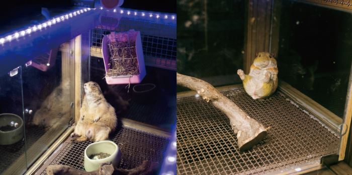 經「鳥語獸躍」田調披露,某展演場所取消「玻璃櫃展演活體土撥鼠」。(左圖為長時間受燈光照射的活體土撥鼠,右圖為土撥鼠玩偶。) 圖片提供/左圖:鳥語獸躍;右圖:沈怡帆