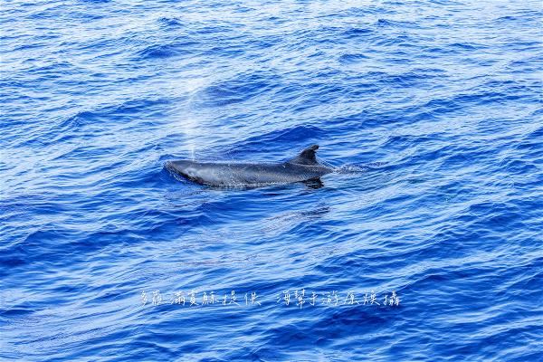 The false killer whale, a large oceanic dolphin that is black or dark gray in color, is often sighted in the waters off Eastern Taiwan. (photo by Linus Yu)