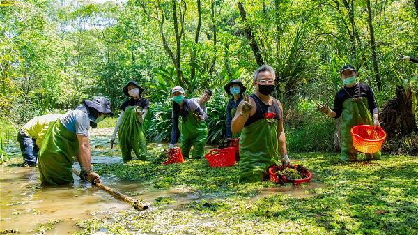 辛勤移除水中浮萍的阿里磅農場管理團隊及志工。(阿里磅生態農場提供)