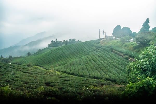 茶山所在之處雲霧繚繞，山嵐的靈秀氣韻，讓每片茶葉都魅力無窮。