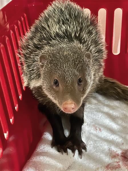 食蟹獴 （野灣野生動物保育協會提供）