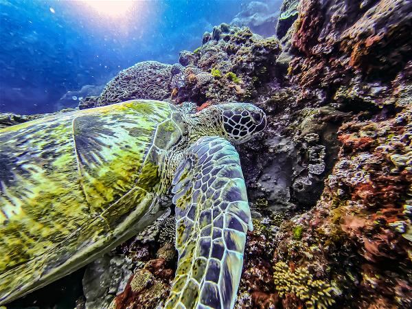 Research on sea turtles and light pollution inspired Leotek to develop its Ecological Conservation Smart Lighting System.